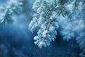 Frost on Pine Royalty Free Stock Photo