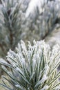 Frost on Pine in Scottish Forest. Royalty Free Stock Photo