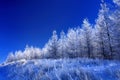 Frost on the pine tree Royalty Free Stock Photo