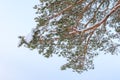 Frost pine tree branch at winter day Royalty Free Stock Photo