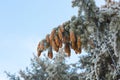 Frost on Pine Tree Royalty Free Stock Photo