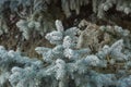 Frost on Pine Tree Royalty Free Stock Photo