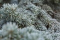 Frost on Pine Tree Royalty Free Stock Photo