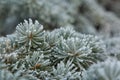 Frost on Pine Tree Royalty Free Stock Photo