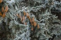 Frost on Pine Tree Royalty Free Stock Photo