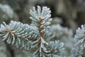 Frost on Pine Tree Royalty Free Stock Photo