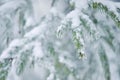 Frost on Pine Tree