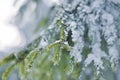 Frost on Pine Tree Royalty Free Stock Photo