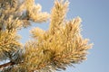 Frost on pine tree branches Royalty Free Stock Photo