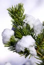 Pine tree covered with frost, blue toned Royalty Free Stock Photo