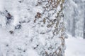 Frost on Pine tree trunk Royalty Free Stock Photo