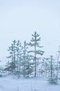 Frost pine trees on lake shore at winter day