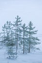 Frost pine trees on lake shore at winter day