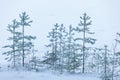 Frost pine trees on lake shore at winter day