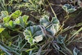 Frost plants in the morning