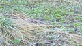 Frost on plants in the spring field