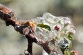 Frost protection irrigation. Frozen Apple Tree Blossom Royalty Free Stock Photo