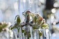 Frost protection irrigation. Frozen Apple Tree Blossom Royalty Free Stock Photo