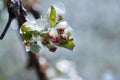 Frost protection irrigation. Frozen Apple Tree Blossom Royalty Free Stock Photo