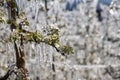 Frost protection irrigation. Frozen Apple Tree Blossom Royalty Free Stock Photo