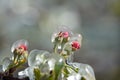 Frost protection irrigation. Frozen Apple Tree Blossom Royalty Free Stock Photo
