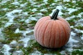 Frost on a Pumpkin Royalty Free Stock Photo