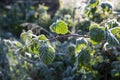 Frost on raspberry leaves in the autumn morning Royalty Free Stock Photo