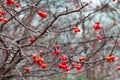Frost red berries at branches Royalty Free Stock Photo