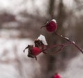 Frost on red berries dog-rose. Dog-rose bush in the winter garden, Rosa canina Royalty Free Stock Photo
