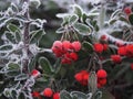 Frost on red berries (pyracantha) Mid December - Szczecin Poland Royalty Free Stock Photo