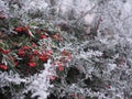 Frost on red berries (pyracantha) Mid-december, mid-winter, Christmas, subzero climate - Szczecin Poland Royalty Free Stock Photo