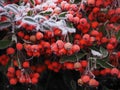 Frost on red berries (pyracantha) Mid-december, mid-winter, Christmas, subzero climate - Szczecin Poland Royalty Free Stock Photo