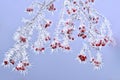 Frost on red berries on rowen tree branch in winter.
