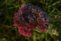 Frost on red flower in winter garden Royalty Free Stock Photo