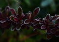 Frost on red leaves in winter garden Royalty Free Stock Photo