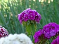 Lilac - white Turkish carnation.