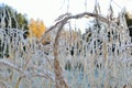 Frost and rime covered grass straw in early autumn Royalty Free Stock Photo