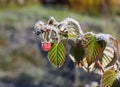 Frost and rime on green leaves of raspberry plant with berries in autumn park. Royalty Free Stock Photo