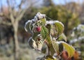 Frost and rime on green leaves of raspberry plant with berries in autumn park. Royalty Free Stock Photo