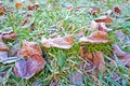 Frost Rimmed Leaves Ice crystals outline plant leaves Royalty Free Stock Photo