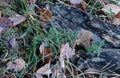 Frost Rimmed Leaves Royalty Free Stock Photo