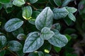 Frost on salal leaves Royalty Free Stock Photo