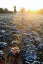 Frost on savoy cabbage field Royalty Free Stock Photo