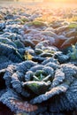 Frost on savoy cabbage field Royalty Free Stock Photo