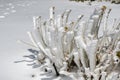 Frost sculpted by the wind covering a dead plant, high in the mountains of south California