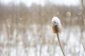 Frost on the seed boxes of the Teasels Royalty Free Stock Photo