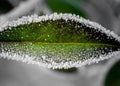 frost sits on the top of an iced leaf with a few tiny white pieces Royalty Free Stock Photo