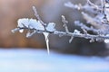 Frost and snow on branches. Beautiful winter seasonal background. Photo of frozen nature.