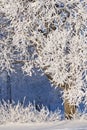 Frost and snow covered tree branches Royalty Free Stock Photo