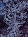 Frost snow Flower Beautiful outdoor nature plant leaves spring art abstrak